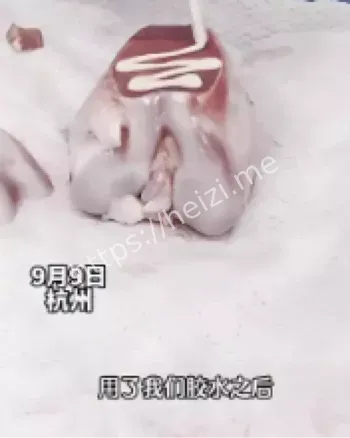 骨胶水湿黏仿生机理解读